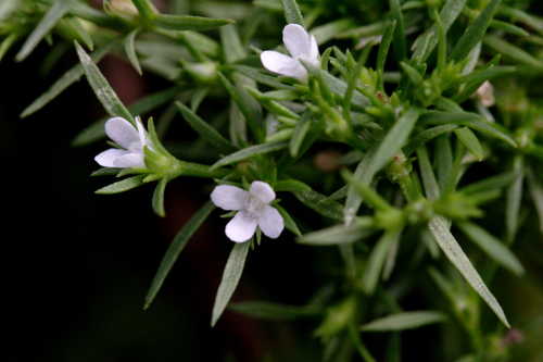 Polypremum procumbens #1